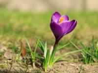 Marsz Nadziei i Akcja "Krokus"